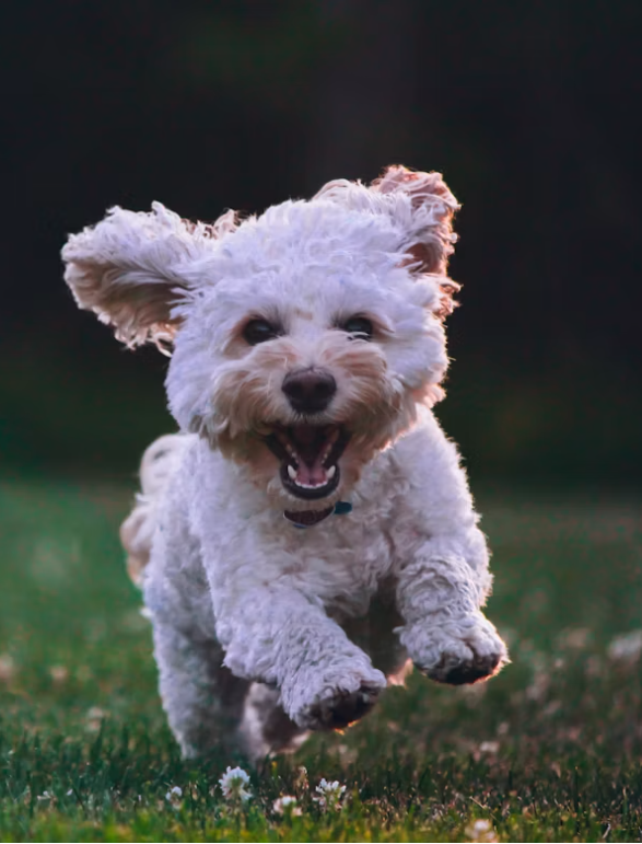 Perro caniche corriendo feliz en el pasto