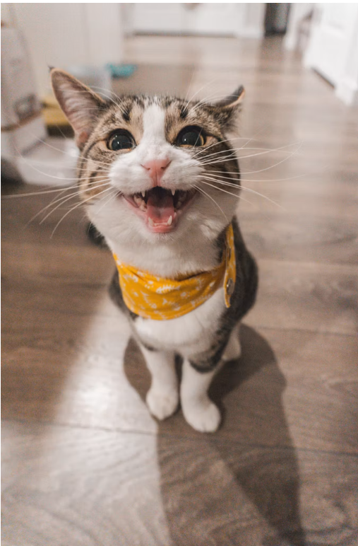 Gato con pañuelo amarillo maullando