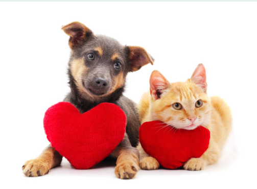Cachorro y gatito con corazones - favoritos
